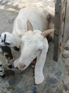 Rajanpuri Bakri Iska Sath 4Bacha 1 Barha Pair Hai 1 Chota Pair Hai 0