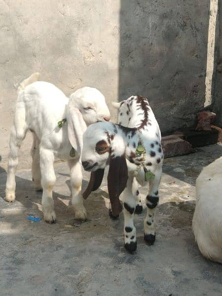 Rajanpuri Bakri Iska Sath 4Bacha 1 Barha Pair Hai 1 Chota Pair Hai 1