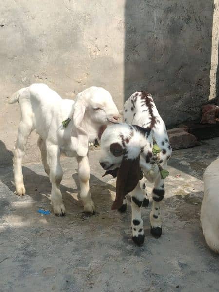 Rajanpuri Bakri Iska Sath 4Bacha 1 Barha Pair Hai 1 Chota Pair Hai 2