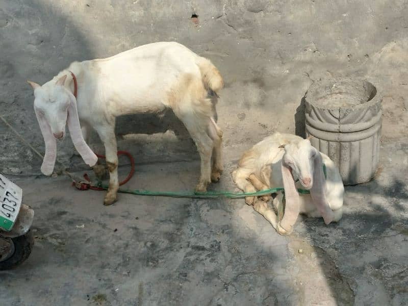 Rajanpuri Bakri Iska Sath 4Bacha 1 Barha Pair Hai 1 Chota Pair Hai 3