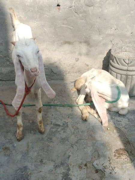 Rajanpuri Bakri Iska Sath 4Bacha 1 Barha Pair Hai 1 Chota Pair Hai 4