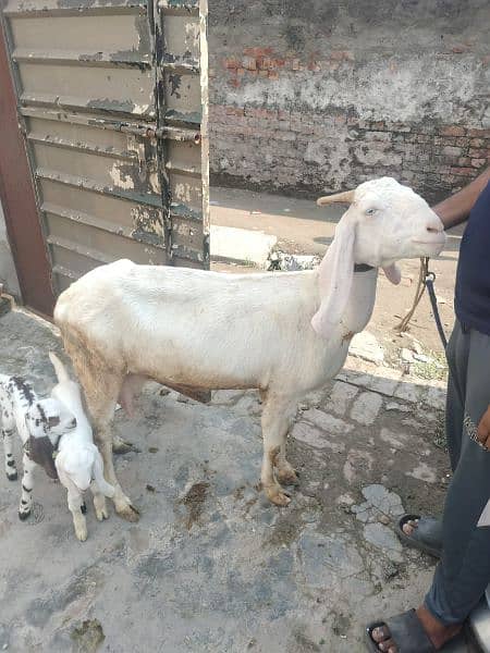 Rajanpuri Bakri Iska Sath 4Bacha 1 Barha Pair Hai 1 Chota Pair Hai 6