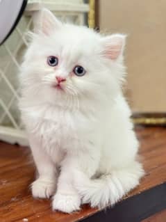 persian kitten