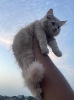 persian cat long hairs light brown colour same eyes