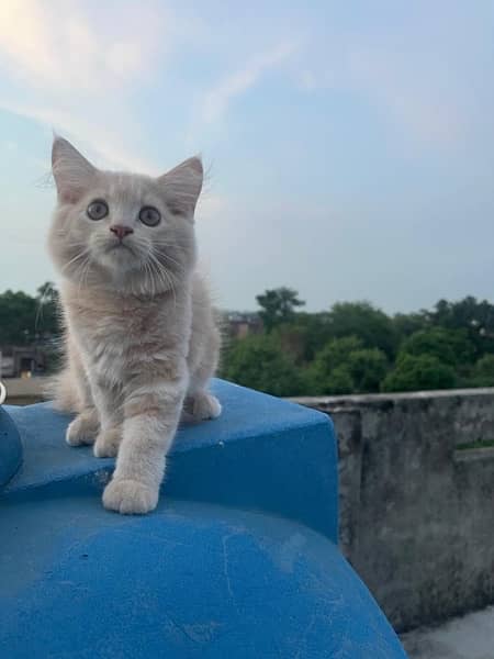 persian cat long hairs light brown colour same eyes 1