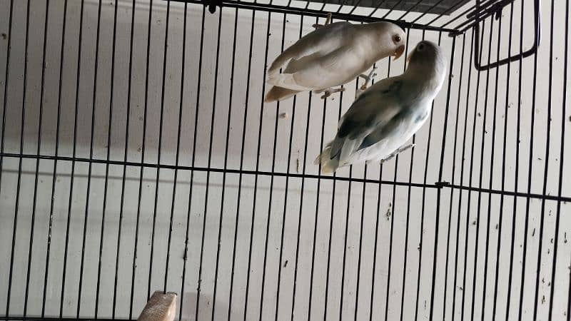 albino r. e parblue pastelino creamino breeder pairs 13