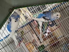 Budgies