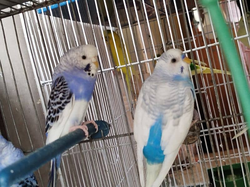 Budgies 1