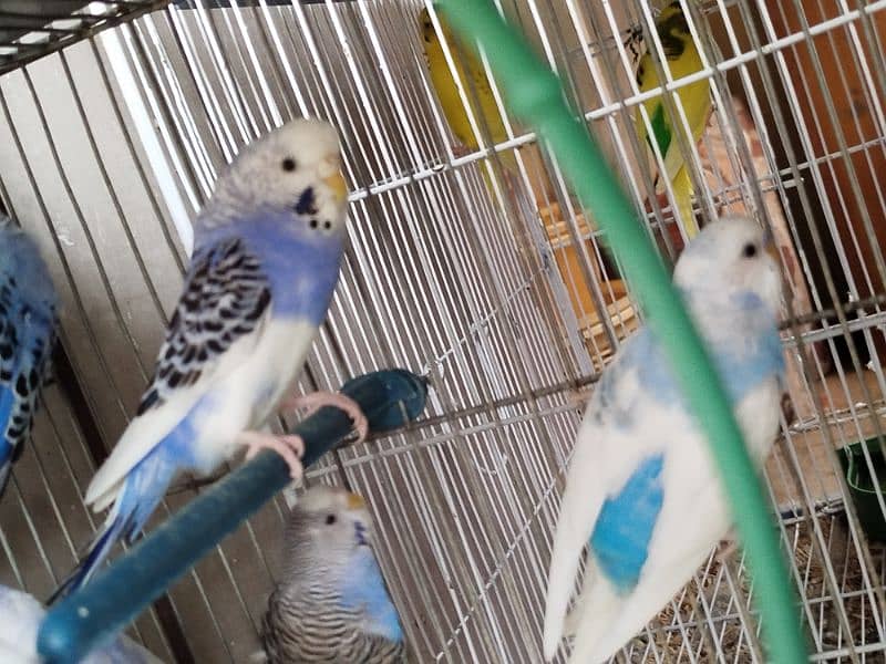 Budgies 4