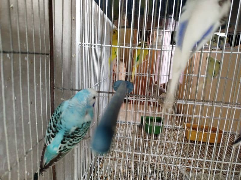 Budgies 5