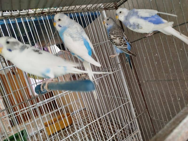 Budgies 7