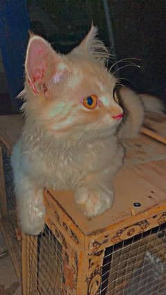 Persian cat for sell 0