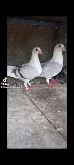 fancy Saidel breeder pair Available