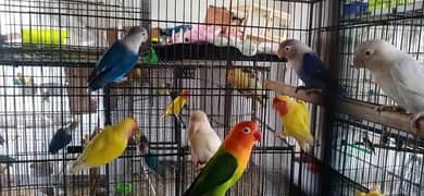 lovebirds | parblue | Albino | pastel ino | Cremino |setup for sale