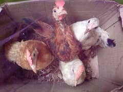 3 Desi big chicks || 1 Farmi big chick || 3 Roaster • 1 Hen ||