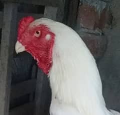 white o shamo aseel murgha  for sale/shamo eggs available for sale