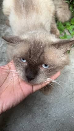 Siamese