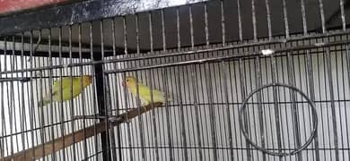 lovebirds | parblue | Albino | pastel ino | Cremino |setup for sale 0