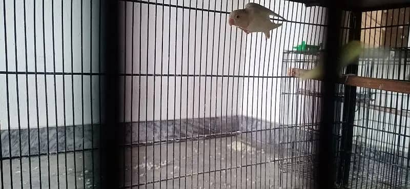 lovebirds | parblue | Albino | pastel ino | Cremino |setup for sale 2