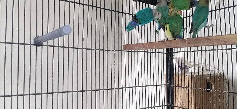 lovebirds | parblue | Albino | pastel ino | Cremino |setup for sale 6