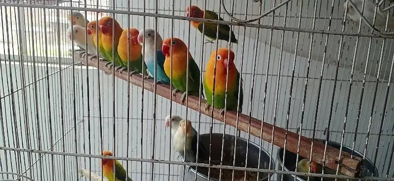 lovebirds | parblue | Albino | pastel ino | Cremino |setup for sale 15