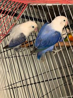 Love birds "Violet euwing opline X Violet opline"