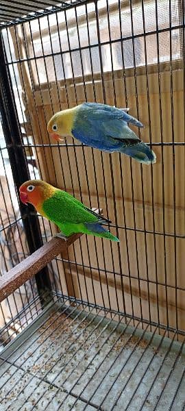 Love Birds Pair and Cags For Sale 2