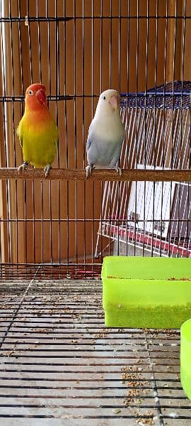 Love Birds Pair and Cags For Sale 4