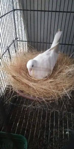 Pure white Bareedar urgent sale 1