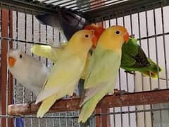 love birds iron cage with setup