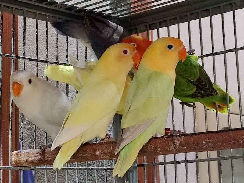 sun conure sun chick love birds 0