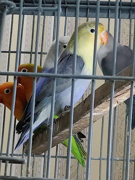 sun conure sun chick love birds 1