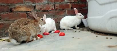 WHITE AND BROWN RABBITS || BREEDERS