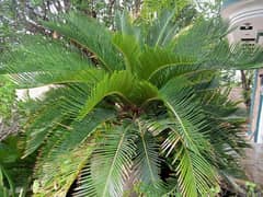 kangi palm