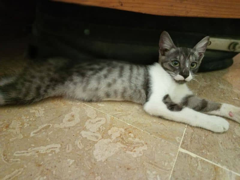 Male kitten for adoption 2