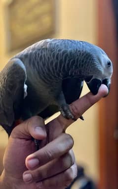 Gray parrot