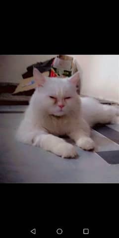 My persion breed male cat cute loving 0313-5030840 . 0