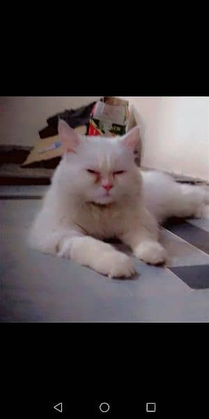 My persion breed male cat cute loving 0313-5030840 . 0