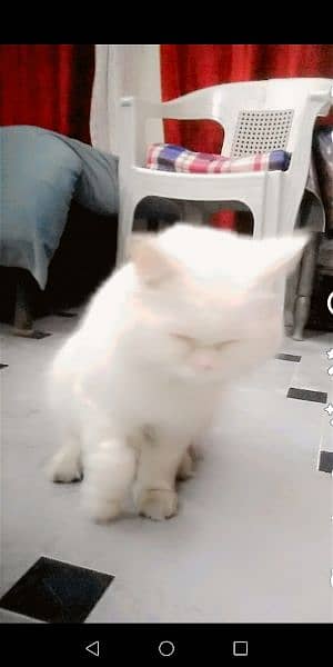 My persion breed male cat cute loving 0313-5030840 . 4