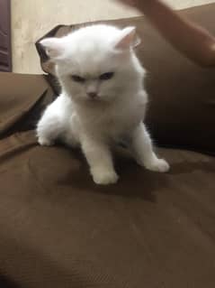 White Persian cat