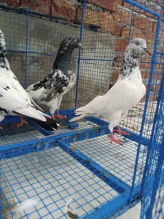 Highflyer Healthy Breeder Pigeons 0