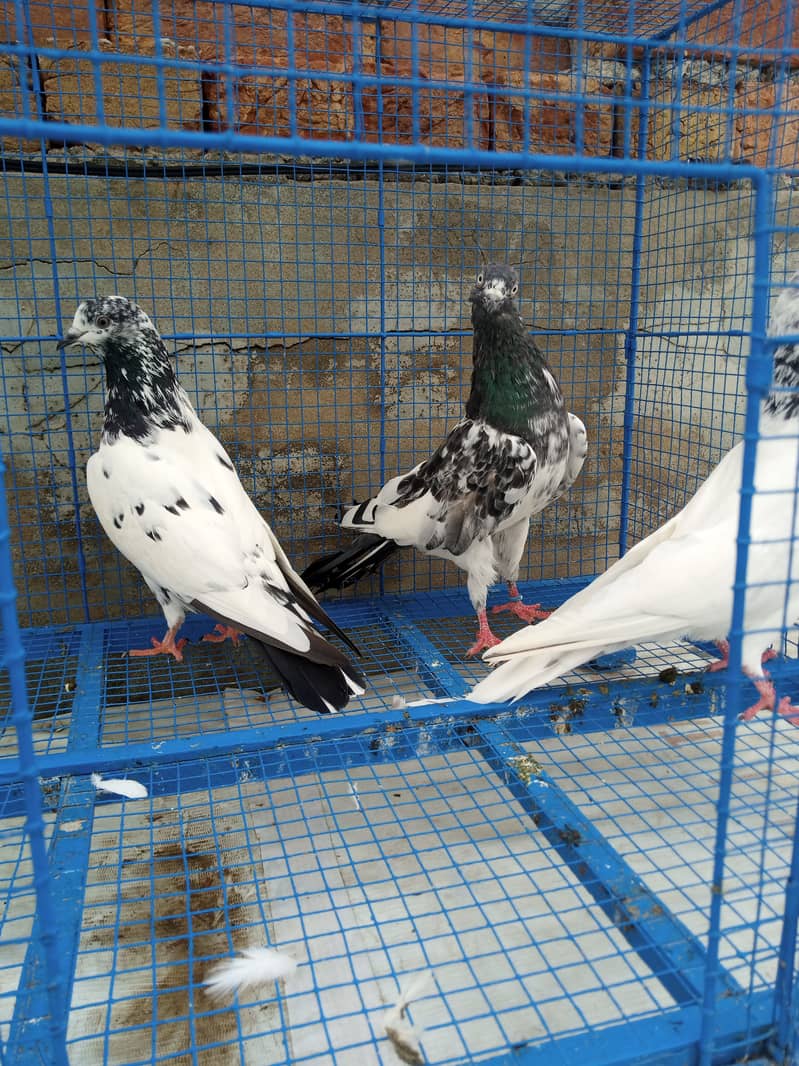 Highflyer Healthy Breeder Pigeons 1