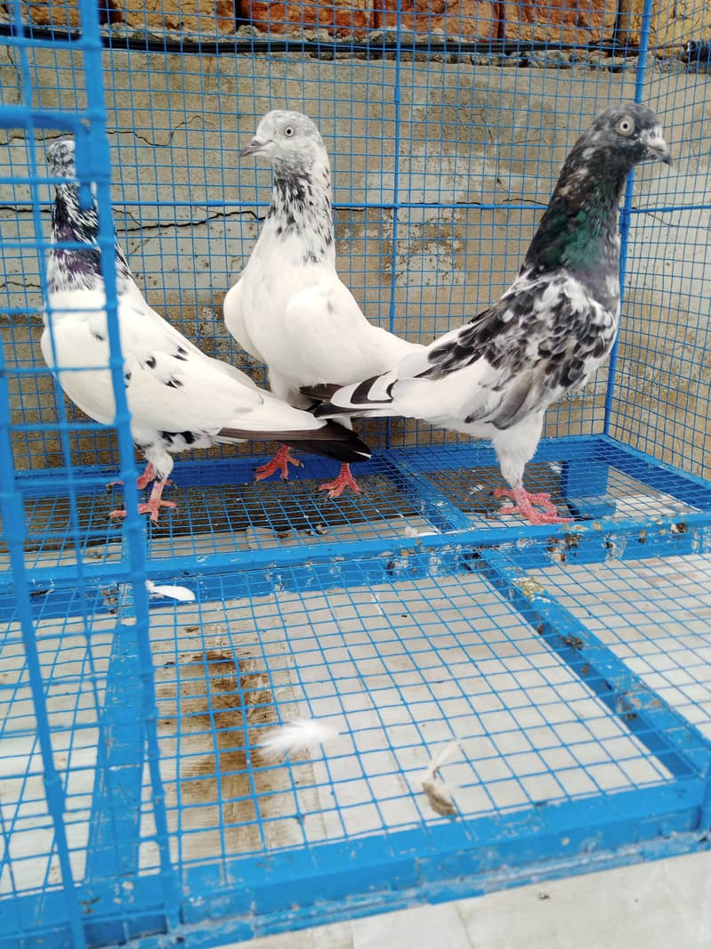 Highflyer Healthy Breeder Pigeons 2