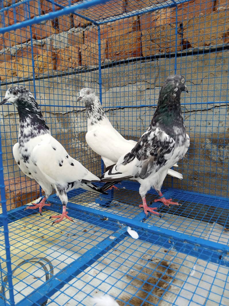 Highflyer Healthy Breeder Pigeons 3