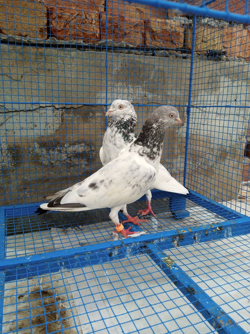 Highflyer Healthy Breeder Pigeons 4