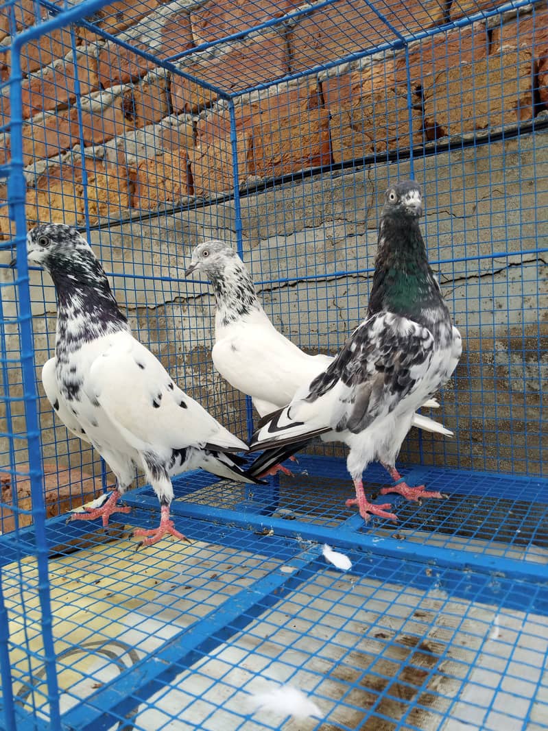 Highflyer Healthy Breeder Pigeons 6