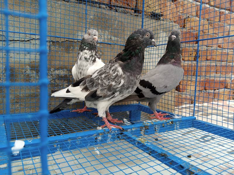 Highflyer Healthy Breeder Pigeons 13