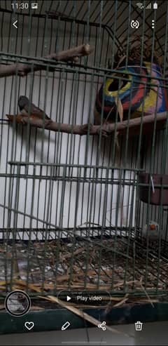 Zebra finches pair 4 sale with cage 03234964348 0