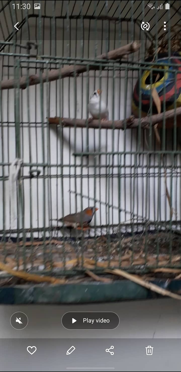 Zebra finches pair 4 sale with cage 03234964348 4