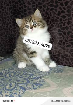 Persian exotic female kitten available